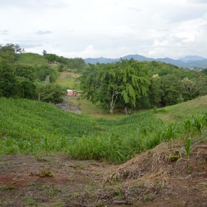 Tereno de Saul Yañez