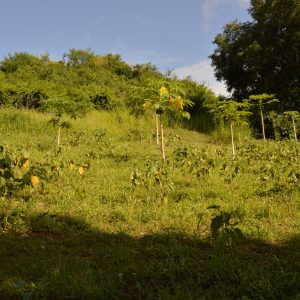 Campo del pueblo San Francisco de Yare