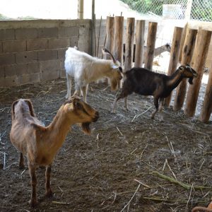 Cabras de Gregory, productor de San Francisco de Yare