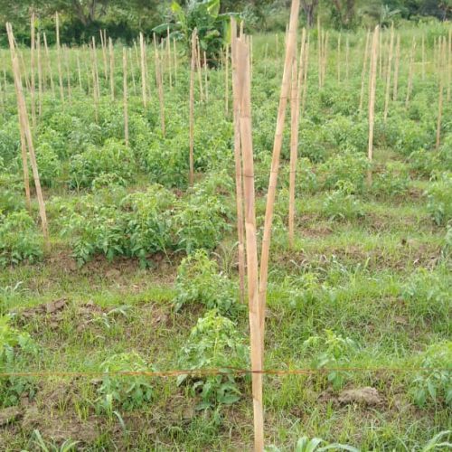 plantation tomates fev 2023